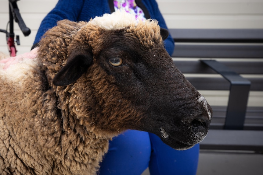 A large sheep with a black face stands in front of a bench