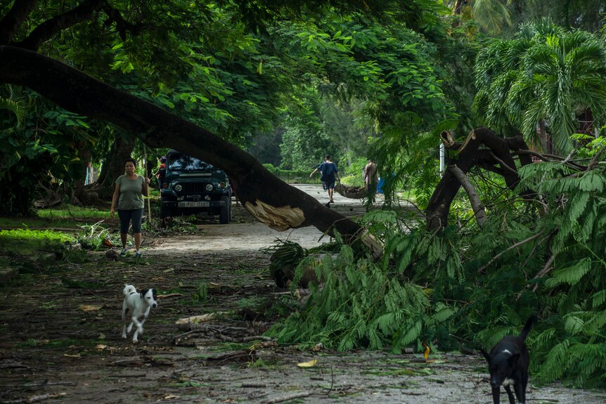 A dog runs down a street that has fallen trees and debris on it. 