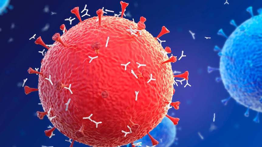 Artist impression of antibodies responding to coronavirus particles