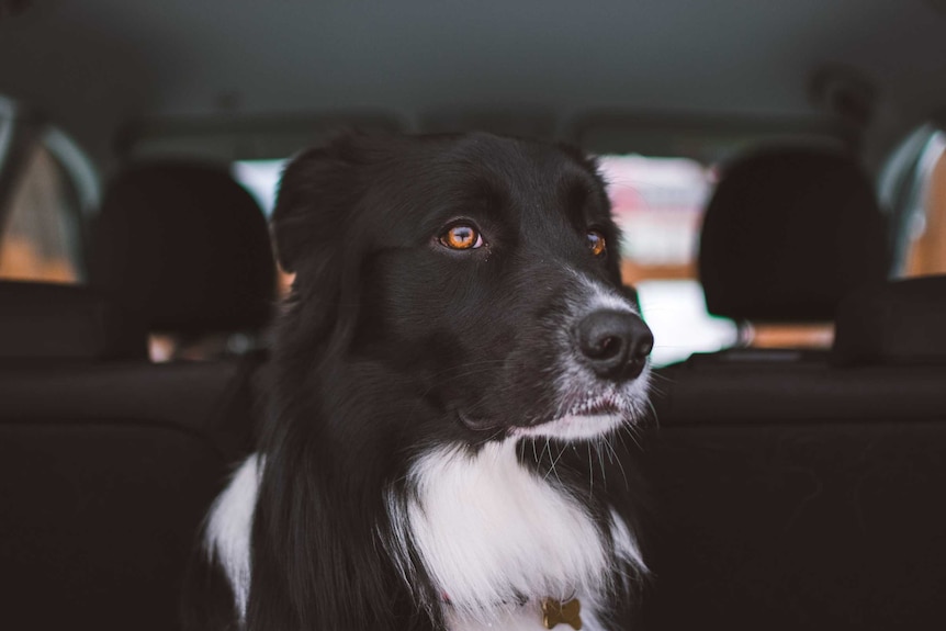 A dog sits in the back of a car