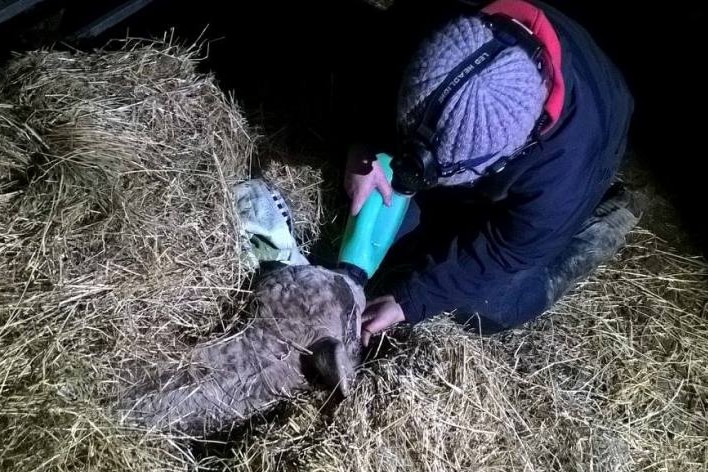 Calf in straw being bottle fed