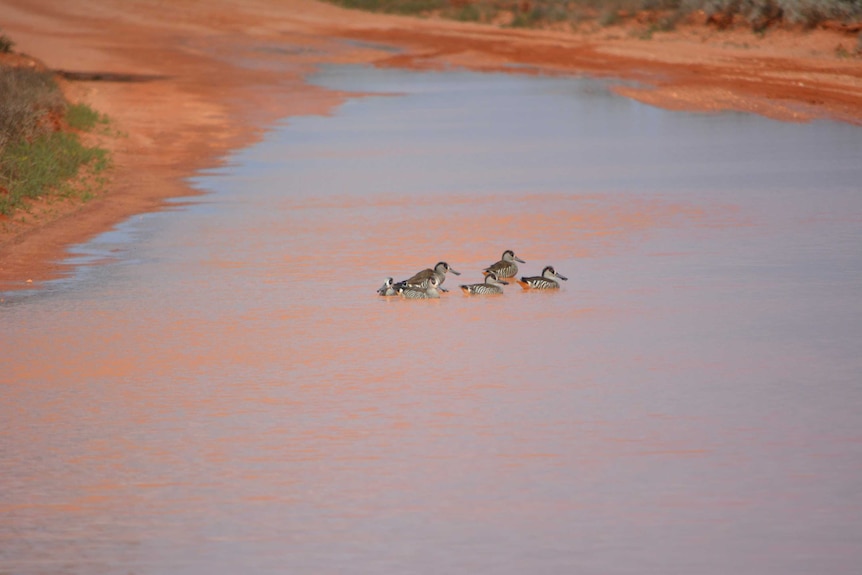 Some ducklings take advantage of some recent heavy rain that’s flooded an outback road