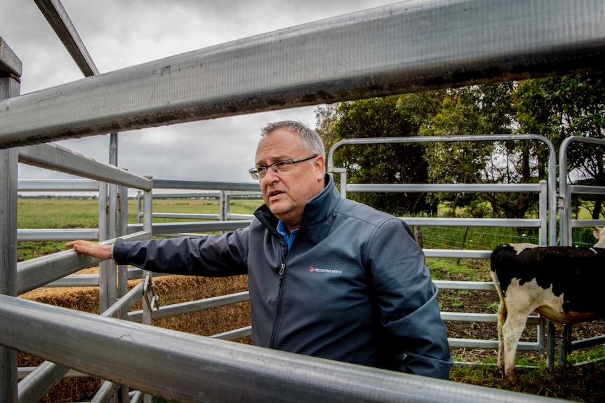 A middle-aged man in a paddock with cows