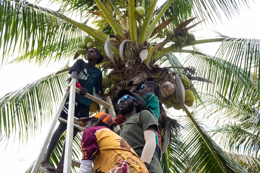 several teenage boys stand on a ladder under a palm tree
