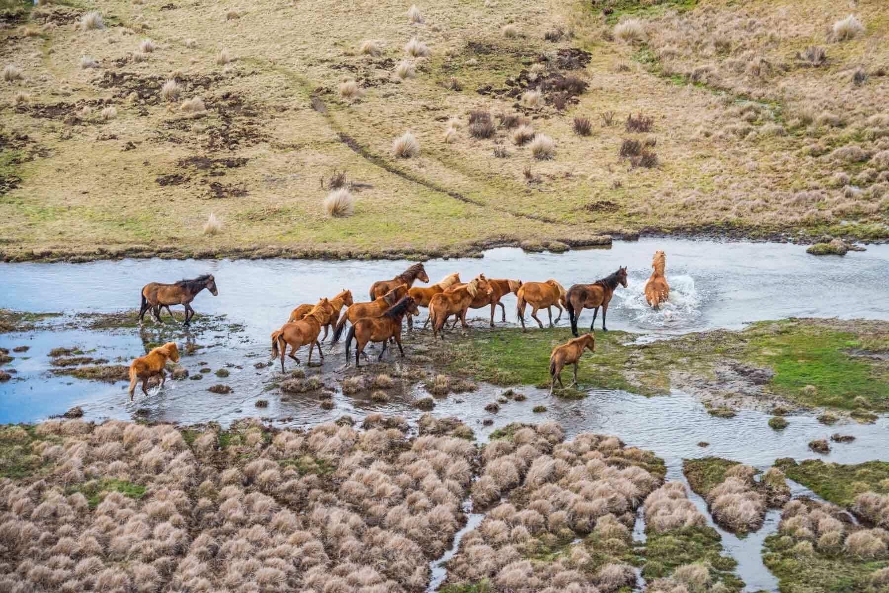a herd of horses in waters