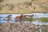 a herd of horses in waters