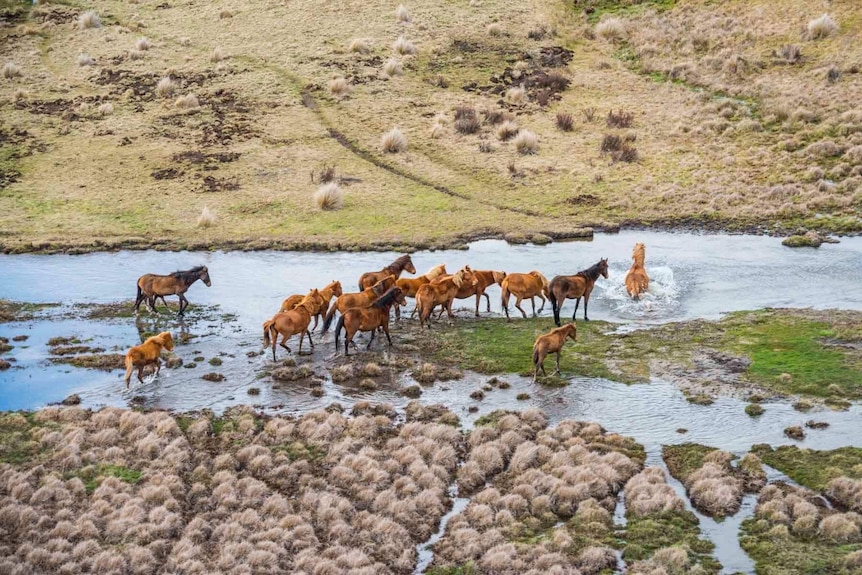 A herd of feral horses crossing a stream flowing through a mountainous area.
