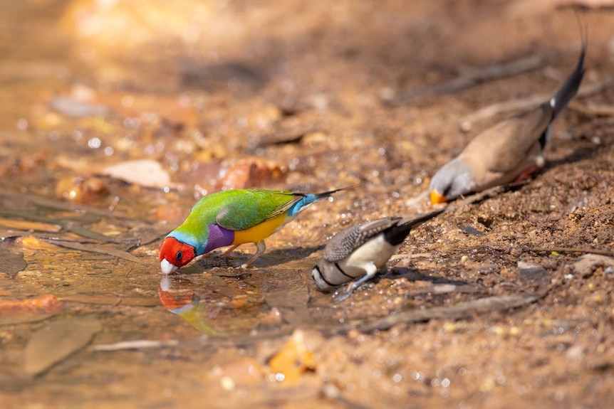 Three finches - one colourful, two brown - drinking water on the ground. 