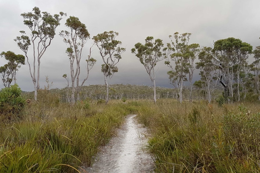 trees and scrub along the Bibbulmun Track