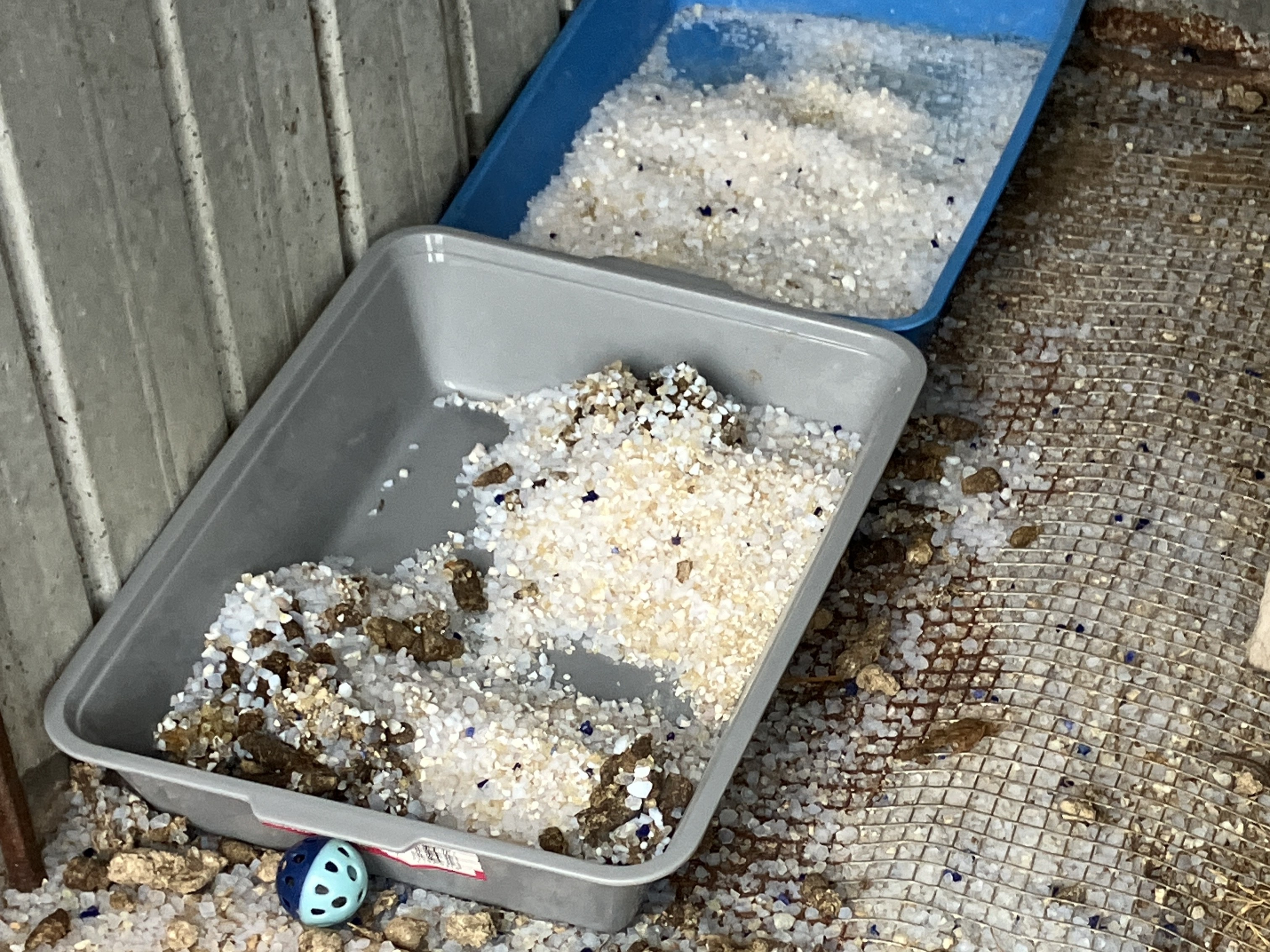 A blue and a grey cat litter tray half-filled with litter and cat poo sit on the ground of a cage.