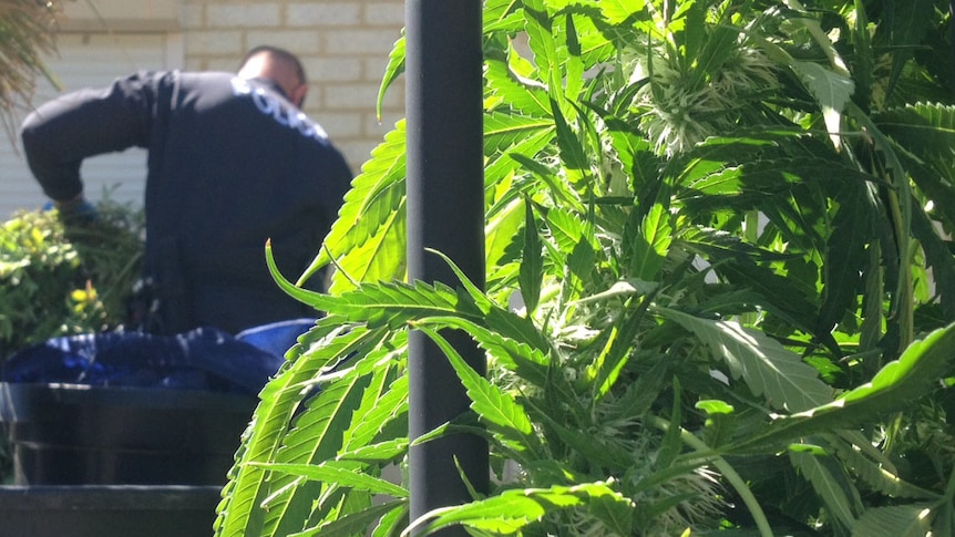 Police gather up the cannabis