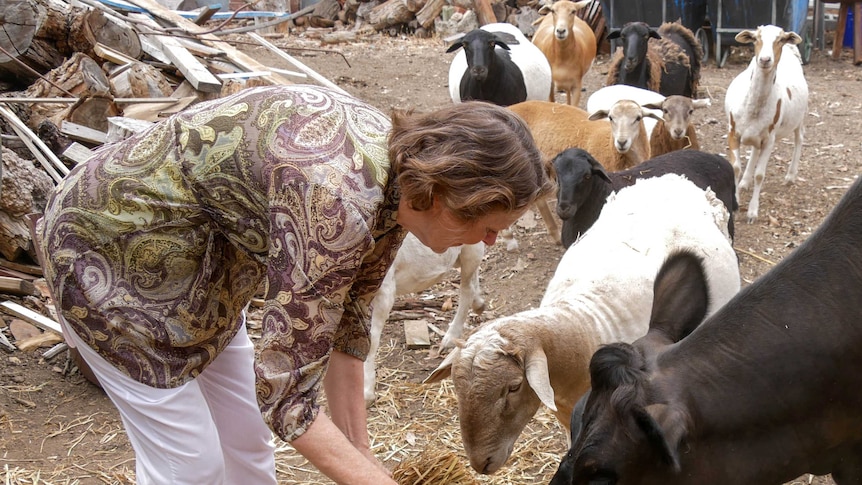 A woman puts down a handful of hay as 9 sheep and a cow run towards the food.