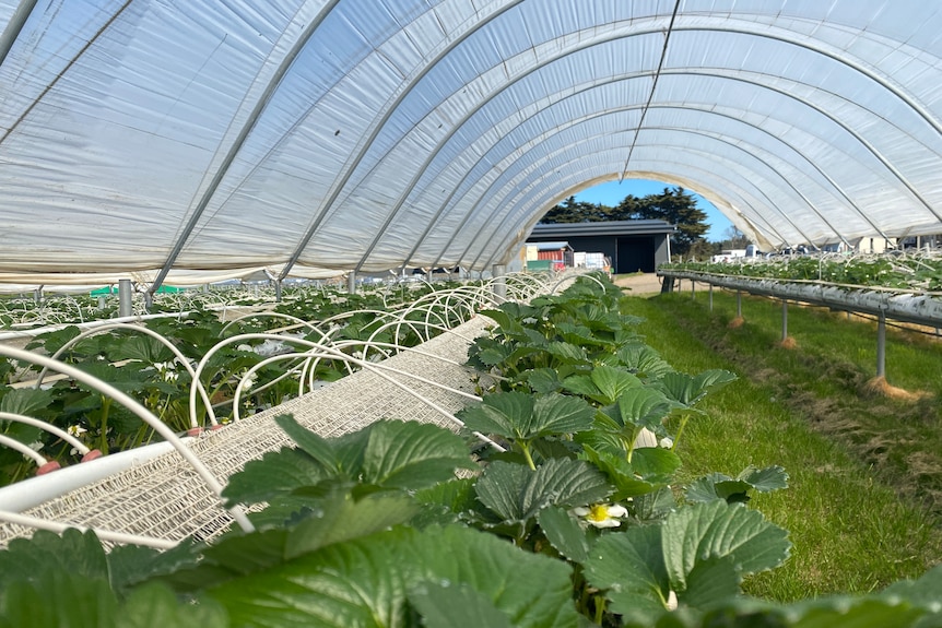 A row of green plants sits on a hydroponic table that stretches into the distance, it sits within a plastic tunnel. 