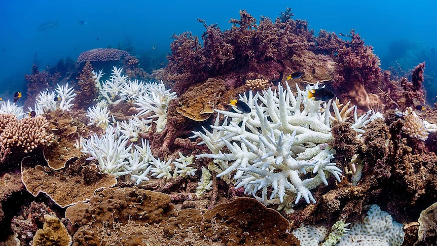 White, bleached coral amongst healthier coral underwater.