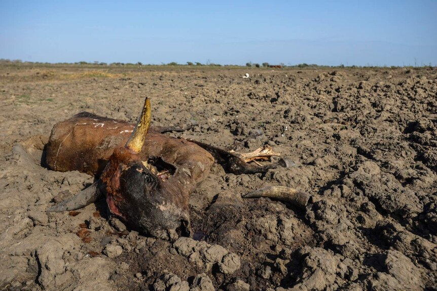 Dead bull at dried Limpopo River in Mozambique