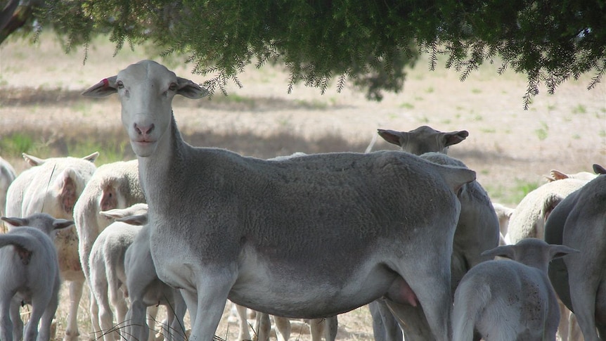 Sheep industry commemorates 20 years of importing embryos