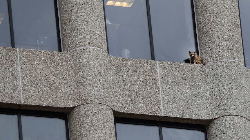 A raccoon sits stranded on the ledge of an office window in Minnesota.