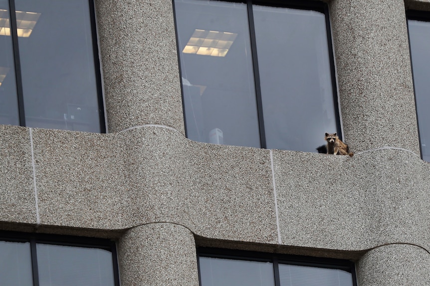 A raccoon sits stranded on the ledge of an office window in Minnesota.
