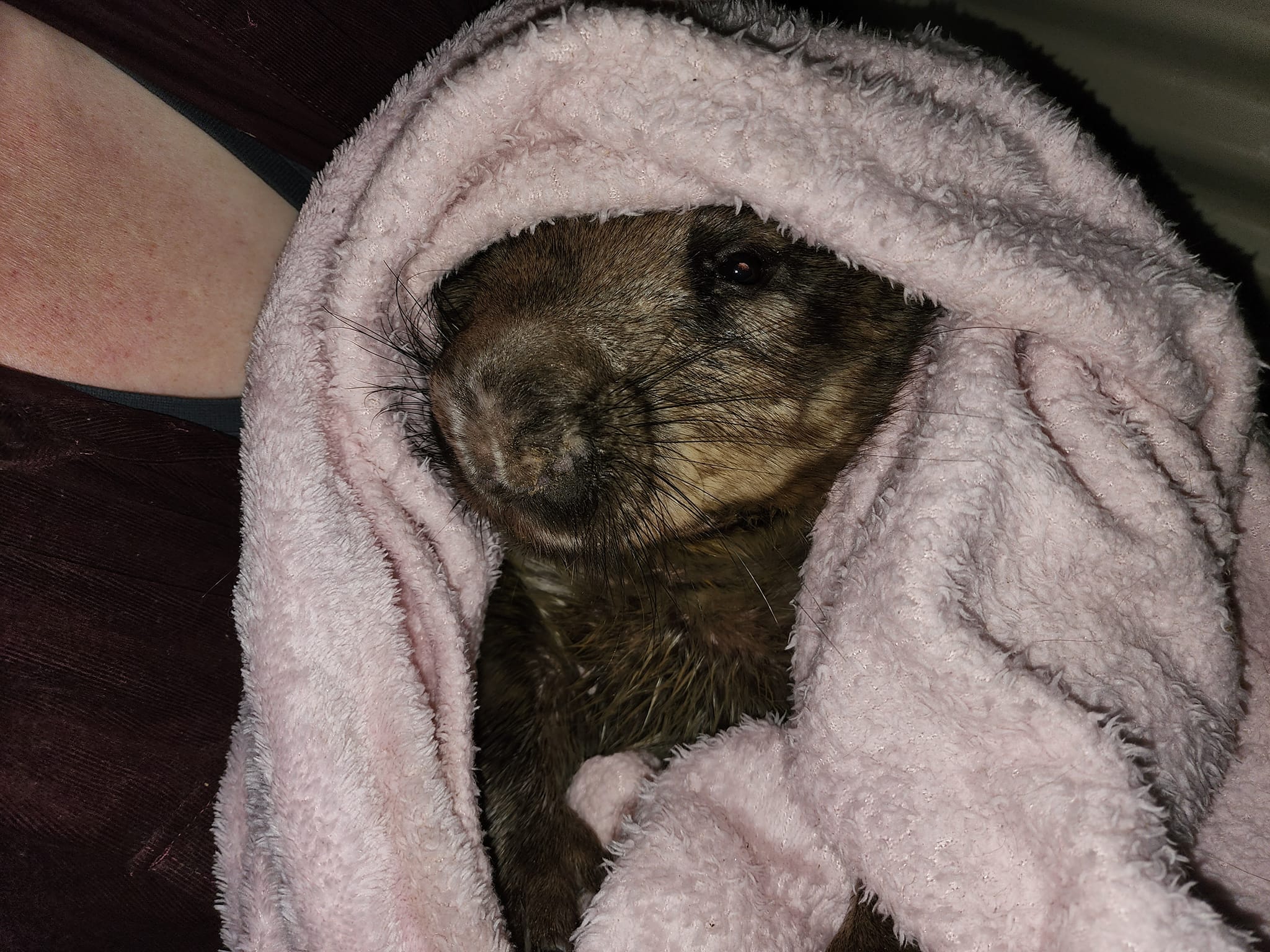 A wombat wrapped in a blanket looking cold 