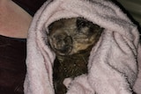 A wombat wrapped in a blanket looking cold 