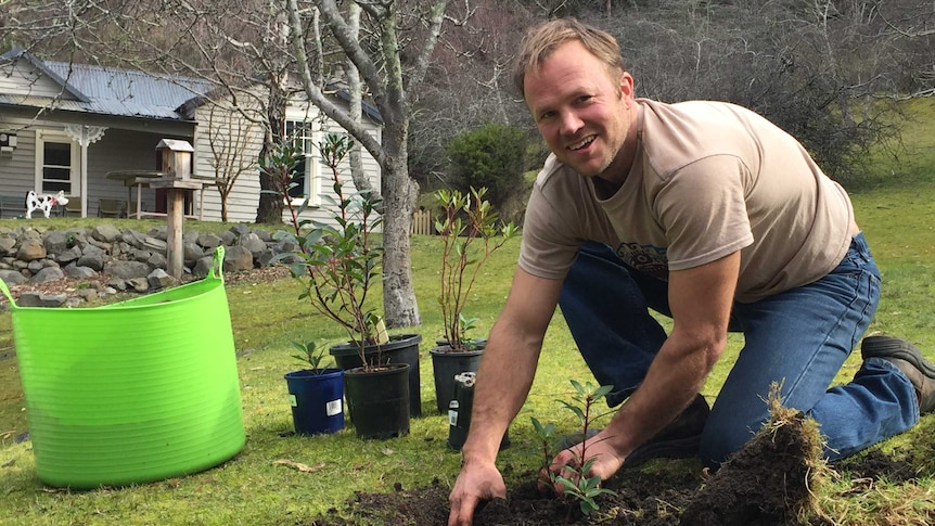 Chris Chapman planting a pepperberry tree at his property outside Hobart