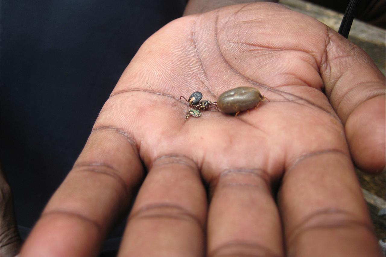Surge in tick bites sparks health warning - ABC News