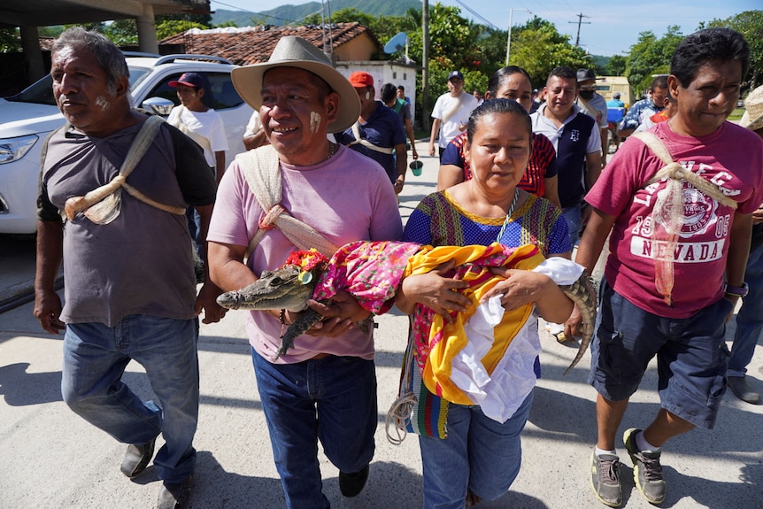 People carry a seven-year-old alligator before a traditional ritual marriage.