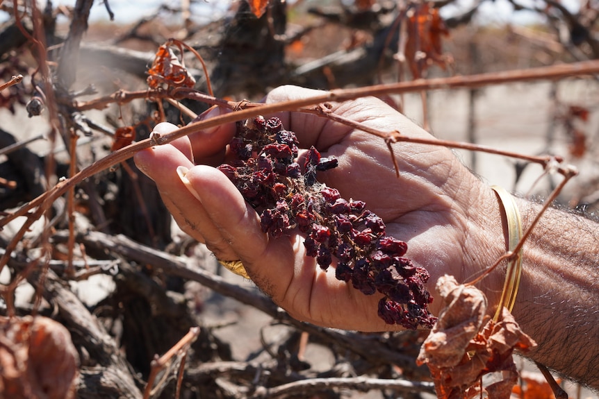 A hand holding dried-up grapes