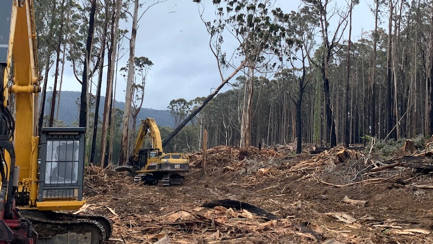 Two large yellow bulldozers cutting down native trees next to a forest.