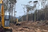 Two large yellow bulldozers cutting down native trees next to a forest.