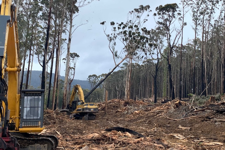 Two large yellow bulldozers cutting down native trees next to a forest.