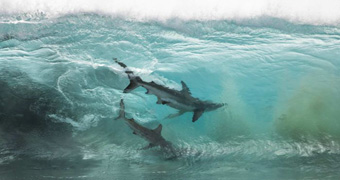 Two sharks swim in a wave.