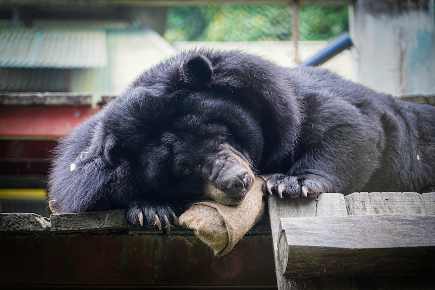 Large black bear resting on a wooden structure.
