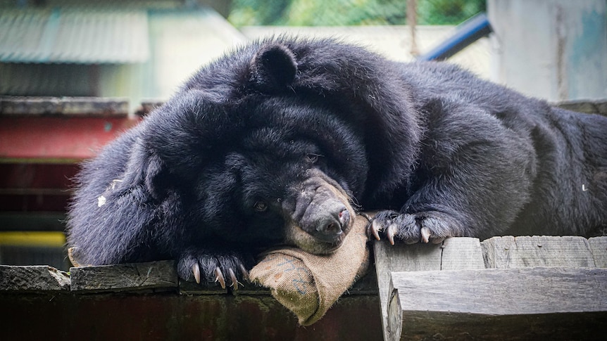 越南禁止胆熊养殖近20年后，数百只胆熊仍在等待重新安置