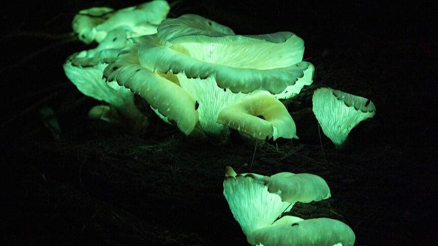 Bioluminescent ghost fungi, glowing green at night.
