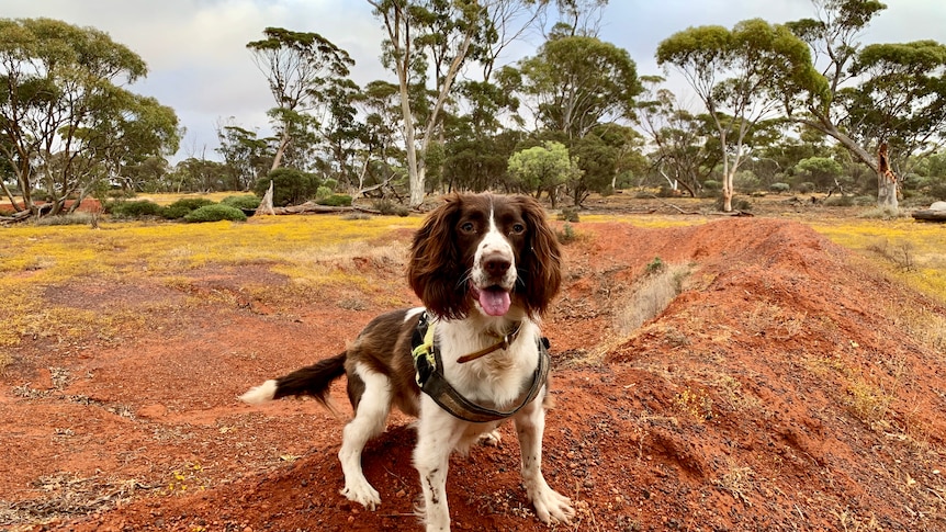 A small brown and white dog with long ears faces the camera with trees behind. 