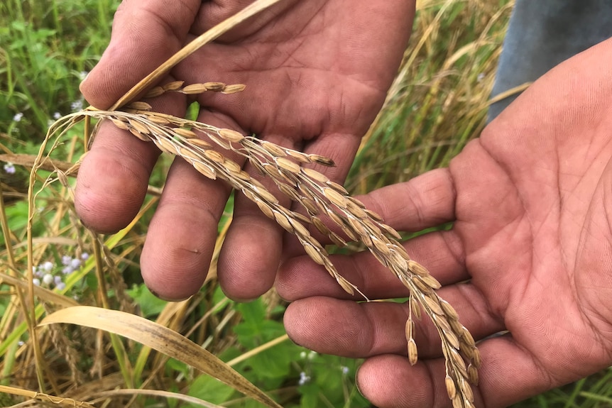 A man's hands holding a rice frond