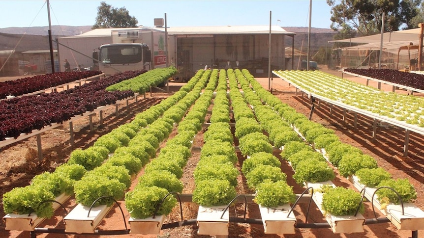 Territroy lettuce farm