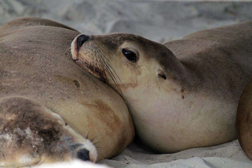 A seal resting on another's belly.