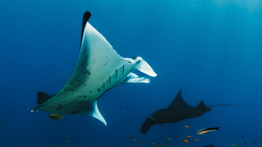 two manta ray swim through the ocean above coral