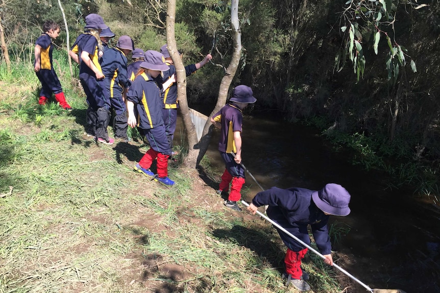 Primary school students look for bugs in a waterway.