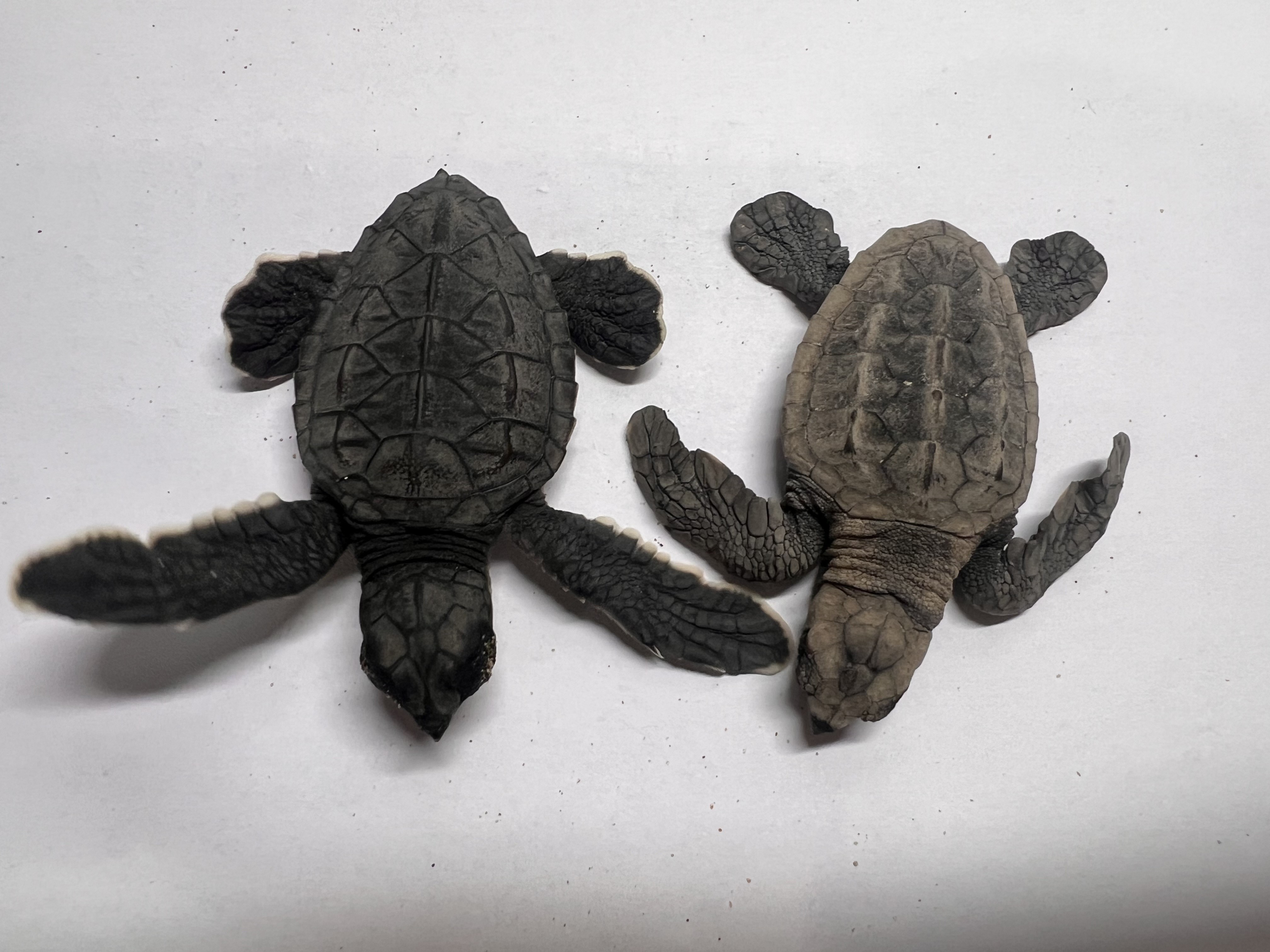 Two baby turtles side by side