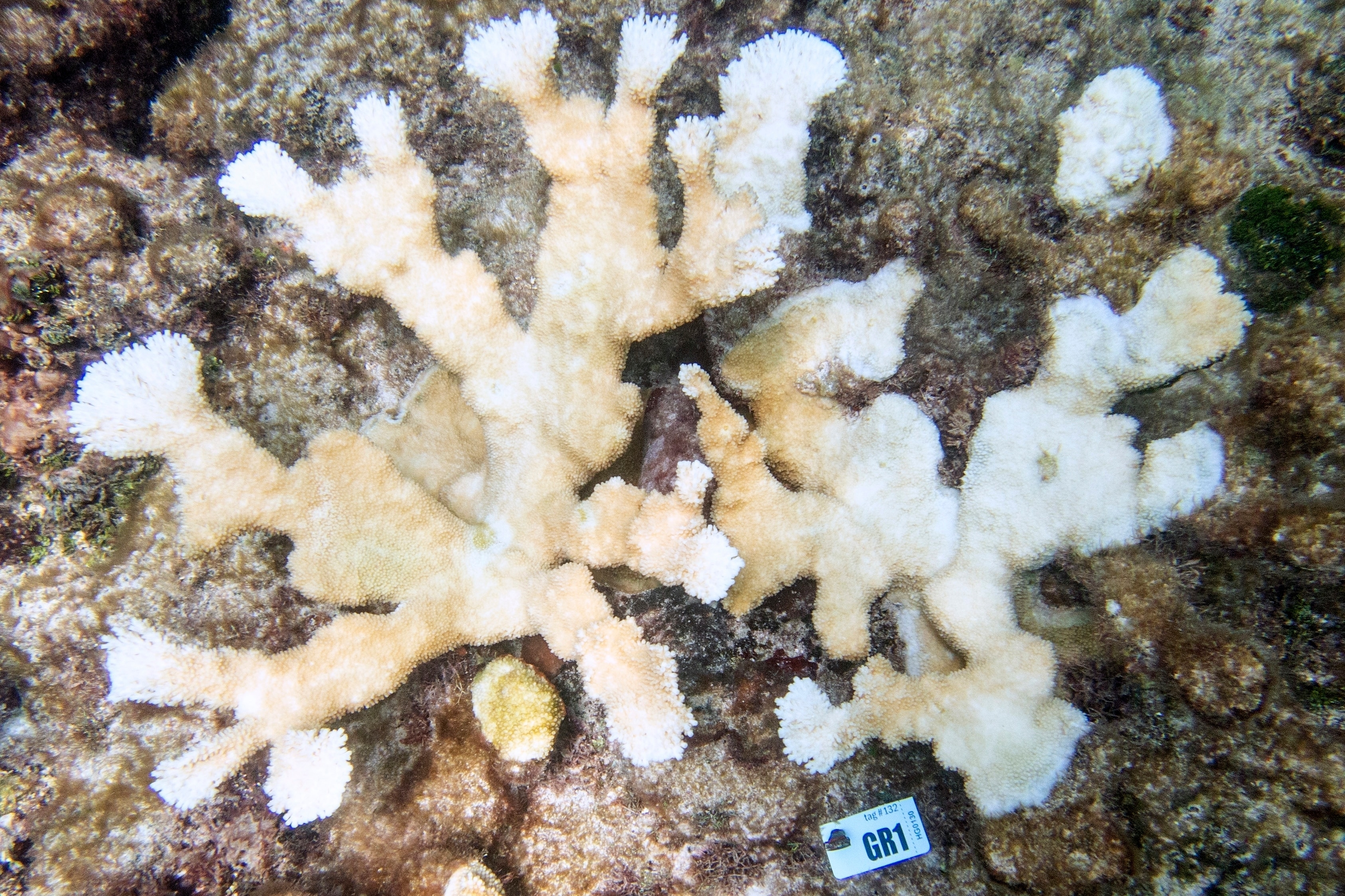A close up shot of bleached coral 