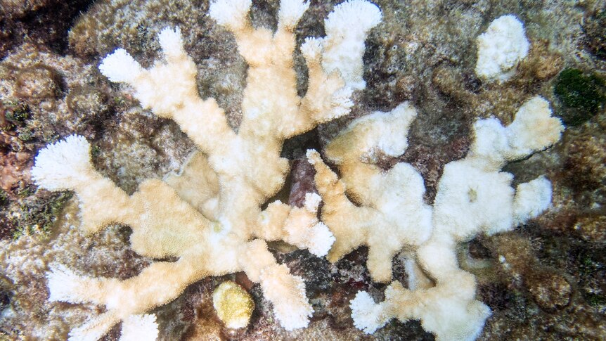 A close up shot of bleached coral 