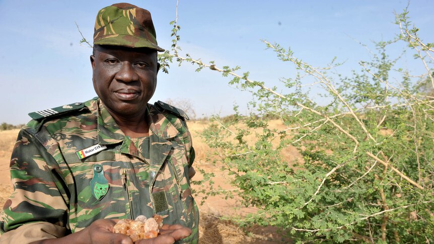 A man dressed in fatigues stands beside a green tree holding gum arabic.