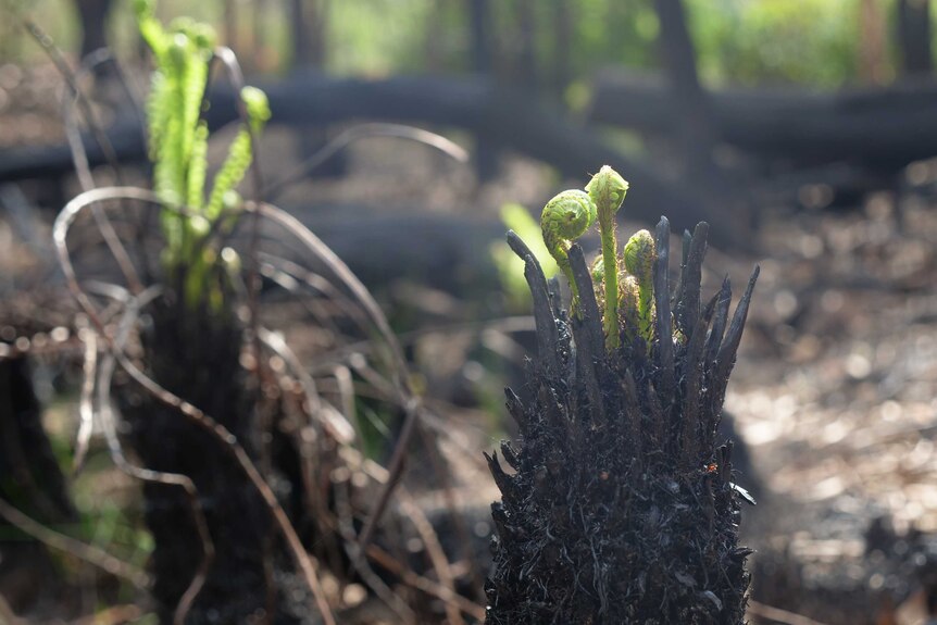 A fern damaged by fire shows some green shoots. March, 2020.