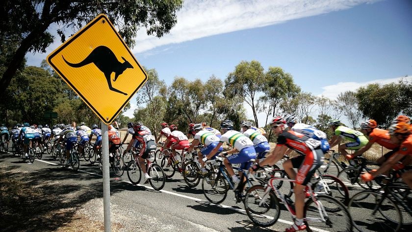 The peloton rides past a kangaroo warning road sign during the Tour Down Under