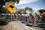 The peloton rides past a kangaroo warning road sign during the Tour Down Under