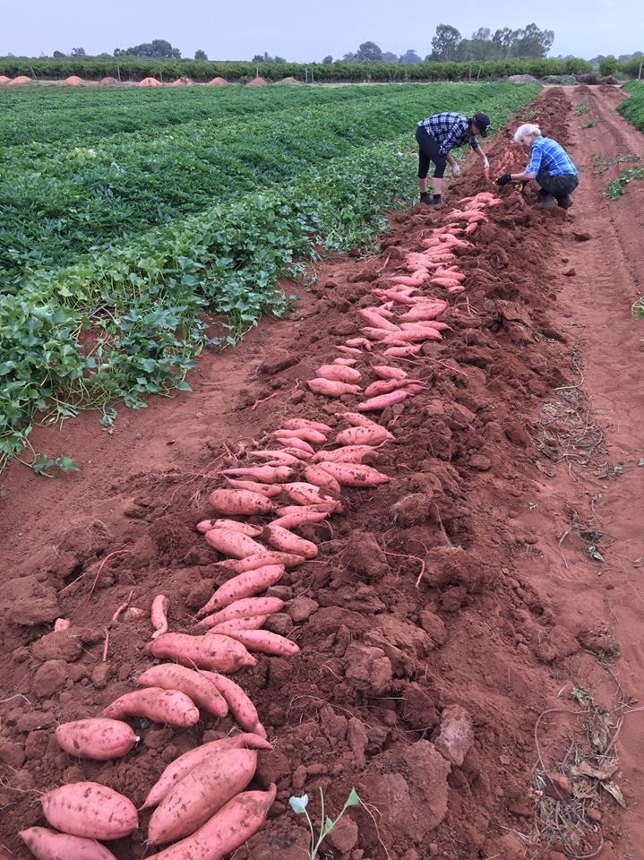 The Brooke's handpick each sweet potato