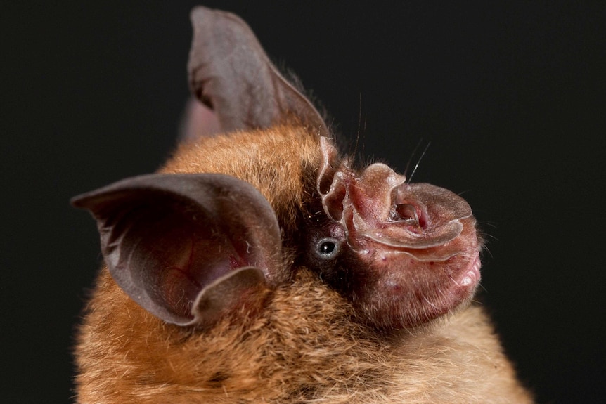 The Chinese horseshoe bat, Rhinolophus sinicus.